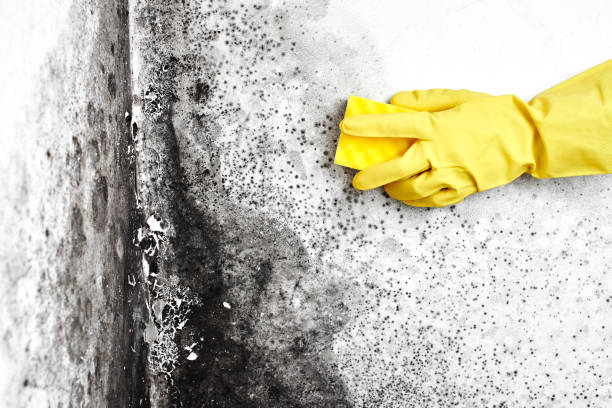 Best Mold Damage Repair  in Crowley, LA